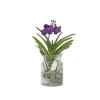 Blauwe orchidee - Vanda 'Blue' - Hoogte 40-50cm - ⌀14cm