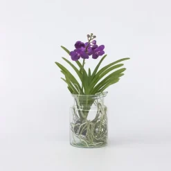 Blauwe orchidee - Vanda 'Blue' - Hoogte 40-50cm - ⌀14cm