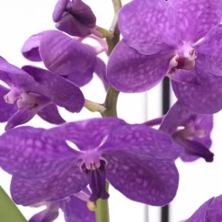 Blauwe orchidee - Vanda 'Blue' - Hoogte 40-50cm - ⌀14cm
