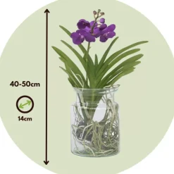 Blauwe orchidee - Vanda 'Blue' - Hoogte 40-50cm - ⌀14cm