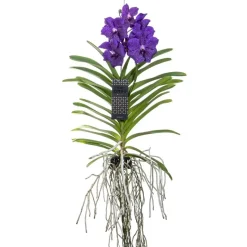 Blauwe orchidee L - Vanda 'Blue' - Hoogte 55-65cm