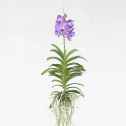 Blauwe orchidee L - Vanda 'Blue' - Hoogte 55-65cm