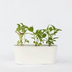 Bolhortensia - Set van 3 - Hydrangea macrophylla 'Wudu' - Hoogte 25-40cm - ⌀9cm