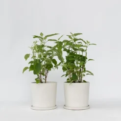 Bolhortensia - Set van 2 - Hydrangea 'Strong Annabelle' - Hoogte 30-40cm - ⌀19cm