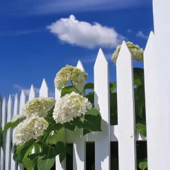 Bolhortensia - Set van 2 - Hydrangea 'Strong Annabelle' - Hoogte 30-40cm - ⌀19cm