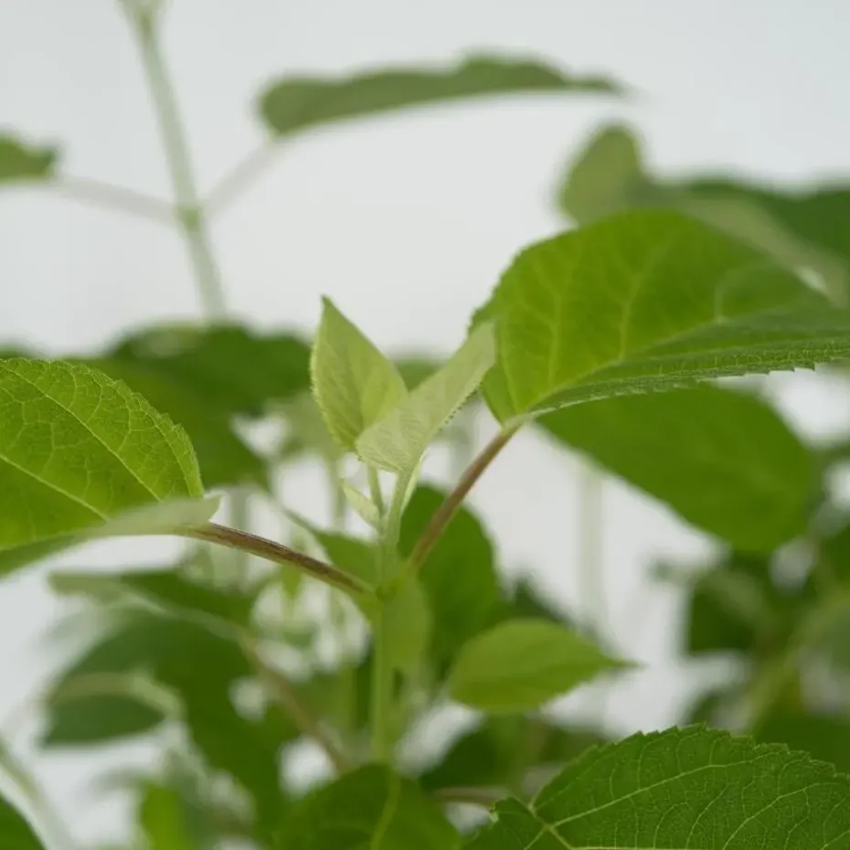 Bolhortensia - Set van 2 - Hydrangea 'Strong Annabelle' - Hoogte 30-40cm - ⌀19cm