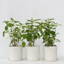 Bolhortensia - Set van 3 - Hydrangea 'Strong Annabelle' - Hoogte 30-40cm - ⌀19cm