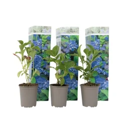 Bolhortensia - Set van 3 - Hydrangea 'Early Blue' - Hoogte 25-40cm - ⌀9cm