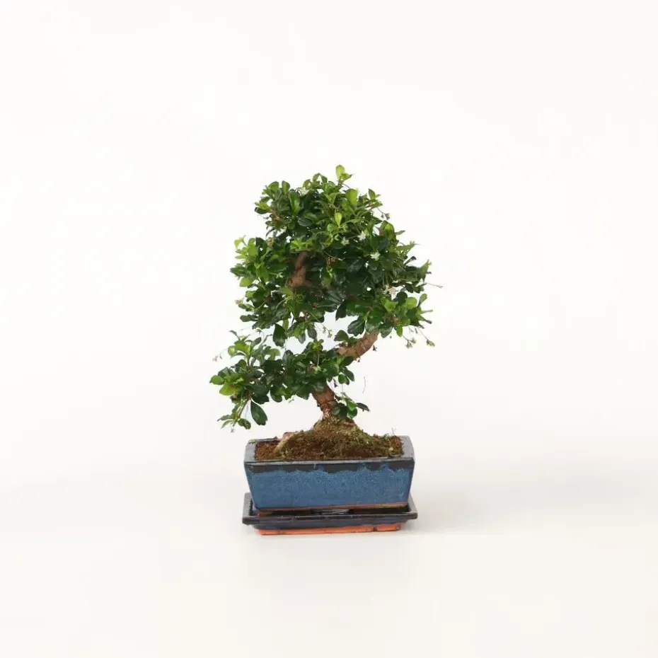 Bonsai - Carmona microphylla - Hoogte 20-30cm - ⌀15cm
