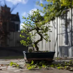 Bonsai - Carmona microphylla - Hoogte 20-30cm - ⌀15cm