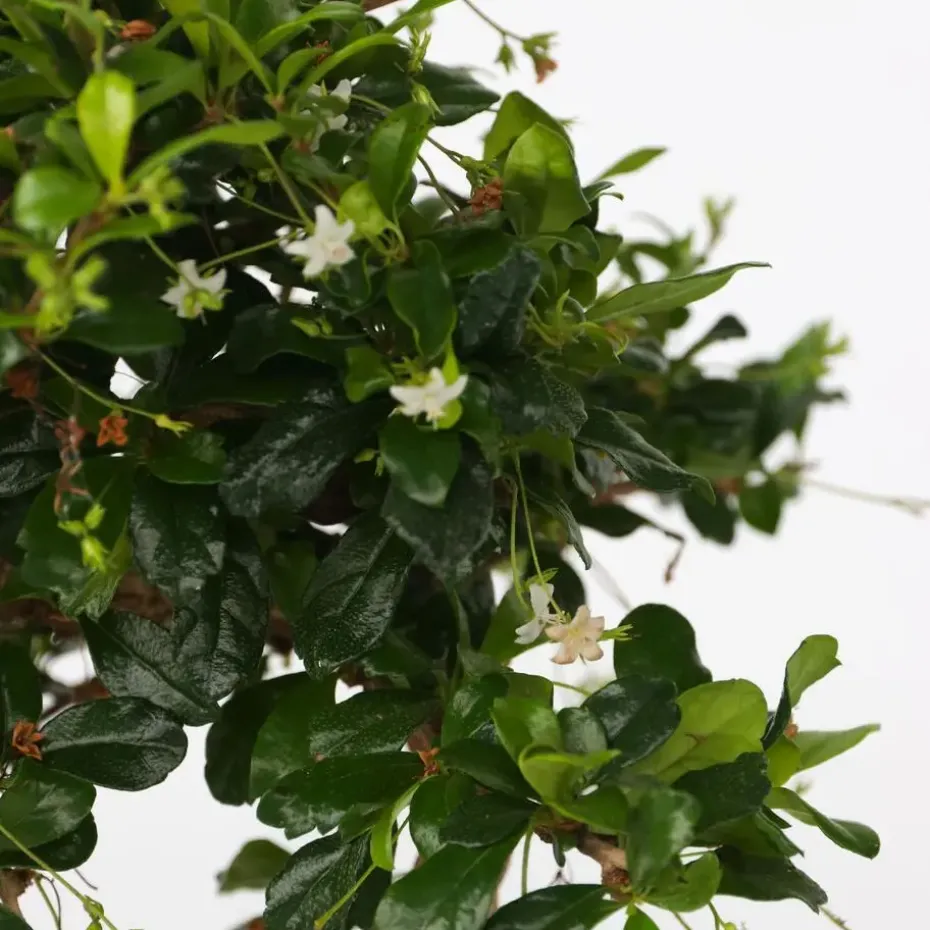 Bonsai - Carmona microphylla - Hoogte 20-30cm - ⌀15cm