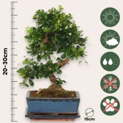 Bonsai - Carmona microphylla - Hoogte 20-30cm - ⌀15cm