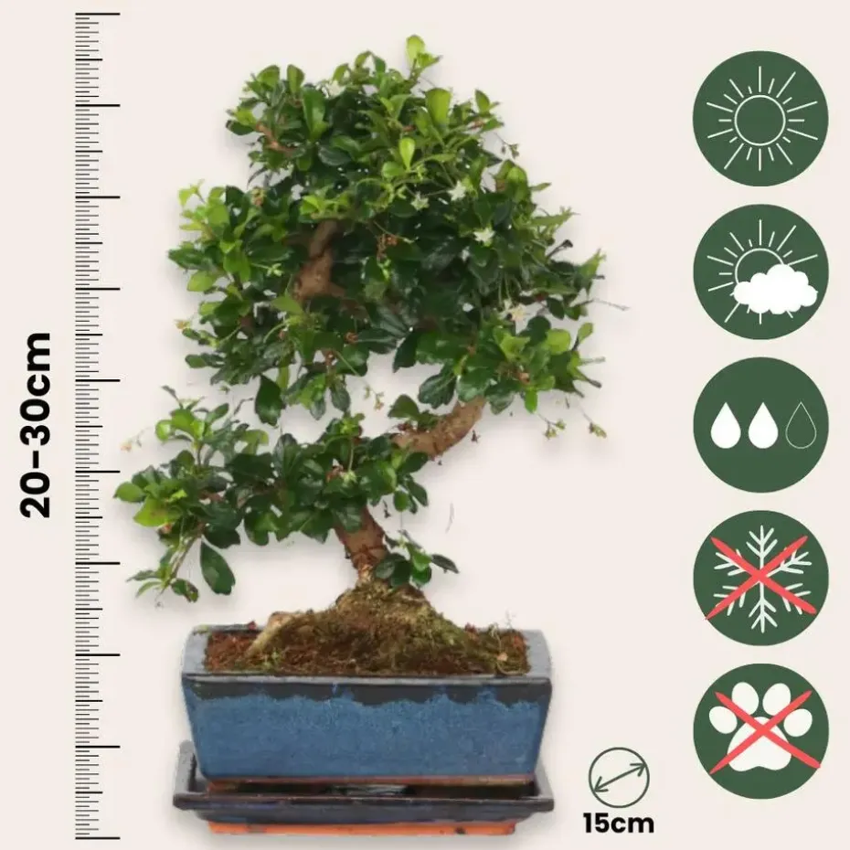 Bonsai - Carmona microphylla - Hoogte 20-30cm - ⌀15cm