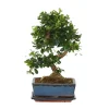 Bonsai - Carmona microphylla - Hoogte 25-30cm - ⌀20cm
