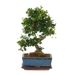 Bonsai - Carmona microphylla - Hoogte 25-30cm - ⌀20cm