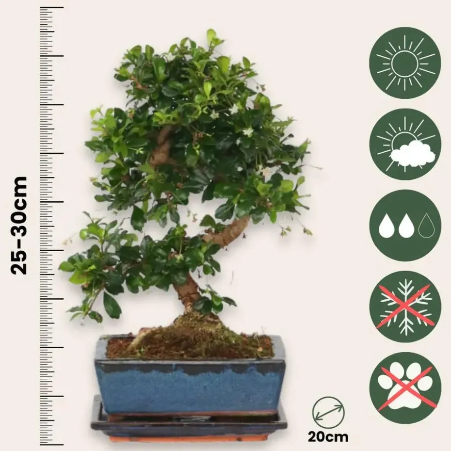 Bonsai - Carmona microphylla - Hoogte 25-30cm - ⌀20cm
