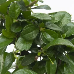 Bonsai - Carmona microphylla - Hoogte 25-30cm - ⌀20cm