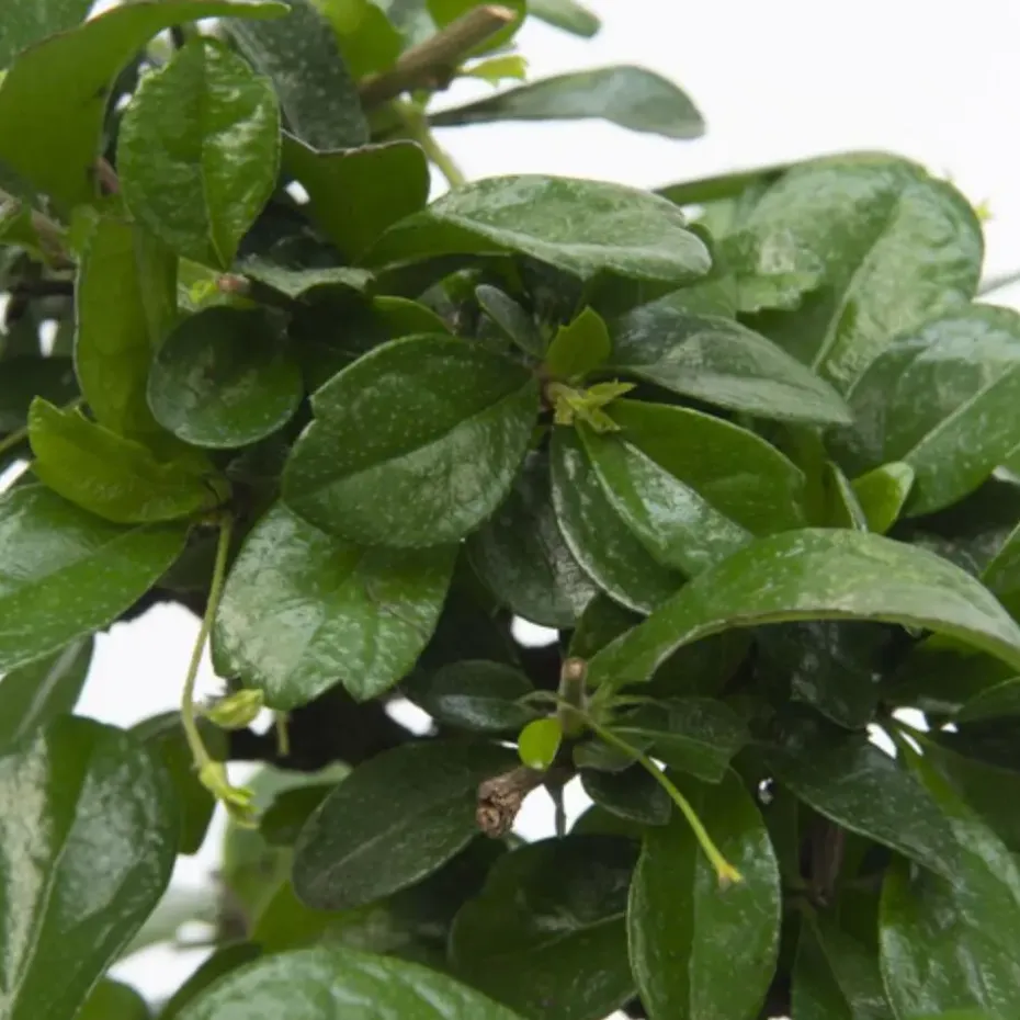 Bonsai - Carmona microphylla - Hoogte 25-30cm - ⌀20cm