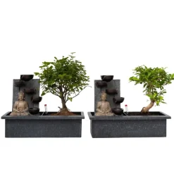 Bonsai met Buddha - Set van 2 - Bonsai - Hoogte 25-35cm - ⌀29cm