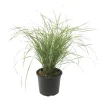 Bont struisriet - Calamagrostis acutiflora 'Overdam' - Hoogte 20-30cm - ⌀23cm