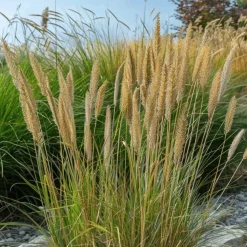 Bont struisriet - Calamagrostis acutiflora 'Overdam' - Hoogte 20-30cm - ⌀23cm