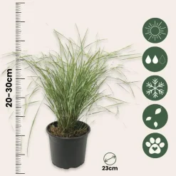 Bont struisriet - Calamagrostis acutiflora 'Overdam' - Hoogte 20-30cm - ⌀23cm