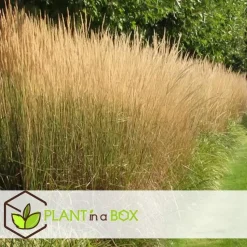Bont struisriet - Calamagrostis acutiflora 'Overdam' - Hoogte 20-30cm - ⌀23cm