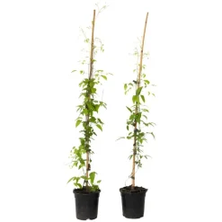 Bosrank - 2 stuks - Clematis 'Hagley Hybrid' - Hoogte 100-120cm - ⌀17cm