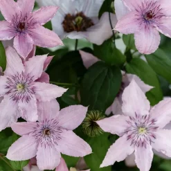 Bosrank - 2 stuks - Clematis 'Hagley Hybrid' - Hoogte 100-120cm - ⌀17cm