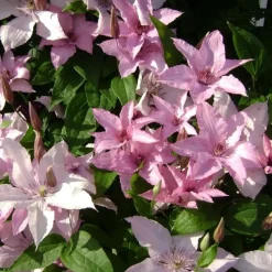 Bosrank - Clematis 'Hagley Hybrid' - Hoogte 100-120cm - ⌀17cm