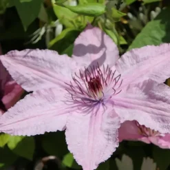 Bosrank - Clematis 'Hagley Hybrid' - Hoogte 100-120cm - ⌀17cm