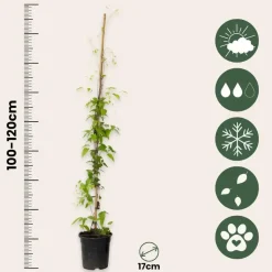 Bosrank - Clematis 'Hagley Hybrid' - Hoogte 100-120cm - ⌀17cm