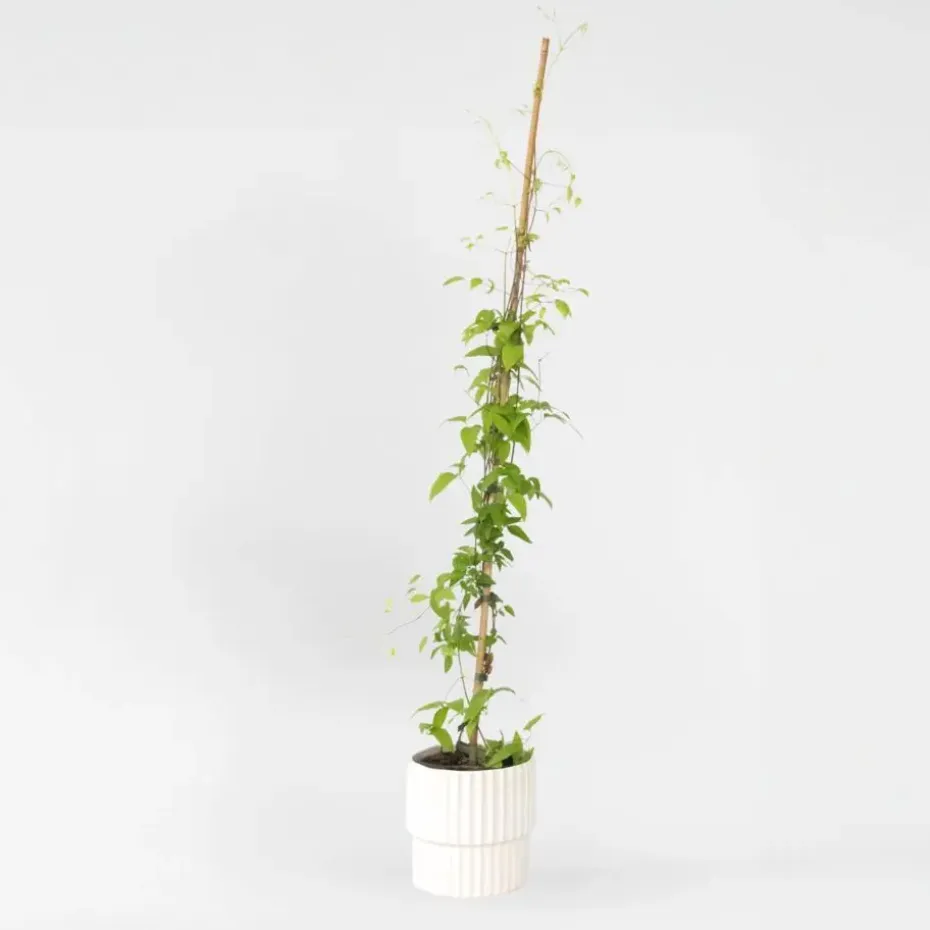 Bosrank - Clematis 'The President' - Hoogte 100-120cm - ⌀17cm