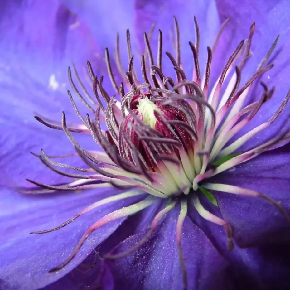 Bosrank - Clematis 'The President' - Hoogte 100-120cm - ⌀17cm