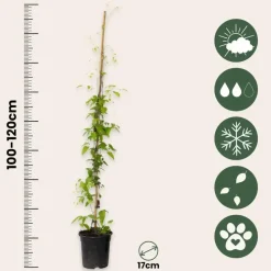 Bosrank - Clematis 'The President' - Hoogte 100-120cm - ⌀17cm