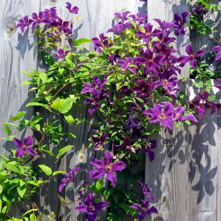 Bosrank - Clematis 'The President' - Hoogte 100-120cm - ⌀17cm