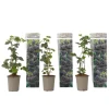 Bramenplant - Set van 3 - Rubus Thornless - Hoogte 25-40cm - ⌀9cm