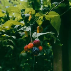 Bramenplant - Set van 3 - Rubus Thornless - Hoogte 25-40cm - ⌀9cm