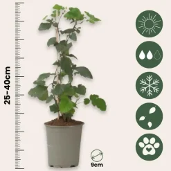 Bramenplant - Set van 3 - Rubus Thornless - Hoogte 25-40cm - ⌀9cm