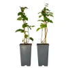 Bramenplant - Set van 2 - Rubus fruticosus 'Thornfree' - Hoogte 50-60cm - ⌀15cm