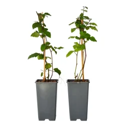 Bramenplant - Set van 2 - Rubus fruticosus 'Thornfree' - Hoogte 50-60cm - ⌀15cm