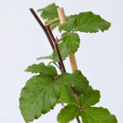 Bramenplant - Set van 2 - Rubus fruticosus 'Thornfree' - Hoogte 50-60cm - ⌀15cm