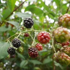 Bramenplant - Set van 2 - Rubus fruticosus 'Thornfree' - Hoogte 50-60cm - ⌀15cm