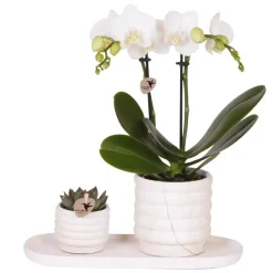 Cadeauset orchidee 'Marble S' - Phalaenopsis - Hoogte 30cm