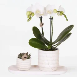 Cadeauset orchidee 'Marble S' - Phalaenopsis - Hoogte 30cm