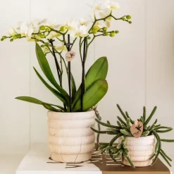Cadeauset orchidee 'Marble S' - Phalaenopsis - Hoogte 30cm