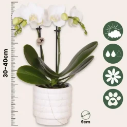 Cadeauset orchidee 'Marble S' - Phalaenopsis - Hoogte 30cm