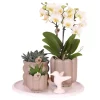 Cadeauset orchidee 'White Tray XL' - Phalaenopsis - Hoogte 35cm