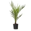 Canarische Dadelpalm - Phoenix canariensis - Hoogte 50-60cm - ⌀15cm