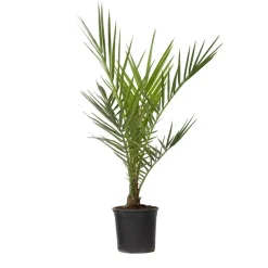 Canarische Dadelpalm - Phoenix canariensis - Hoogte 50-60cm - ⌀15cm